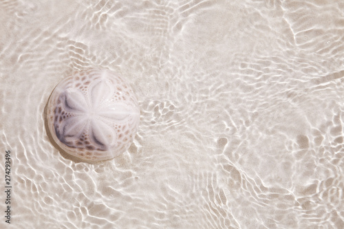 sand dollar coral on beach sand under sea waves