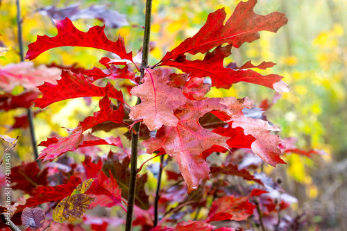 Bright red leaves of oak on a tree in the autumn_