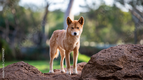 Full body shot of Dingo in Australia looking slightly off camera.