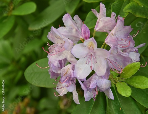 Różanecznik , Rhododendron pieknie kwitnacy w parku i w ogrodzie