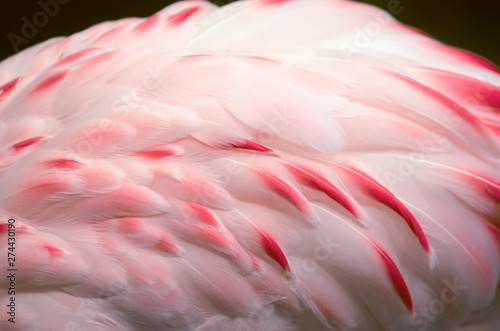 Closeup shot of beautiful pink Flamingo feathers