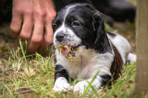 cute and curious black and white baby brittany spaniel dog puppy portrait, playing and chewing grass
