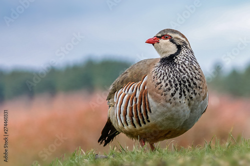 French partridge