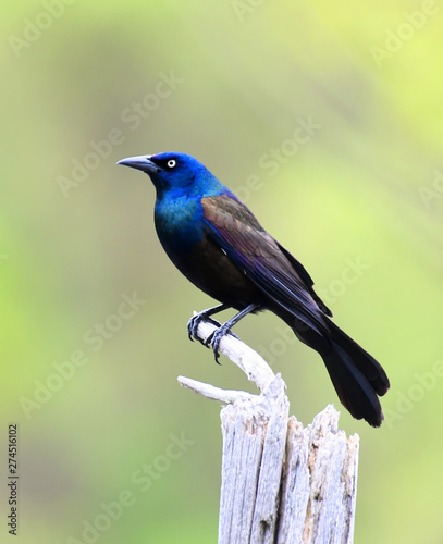 common grackle standing on the dried tree branch