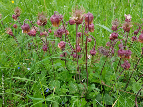 Bachnelkenwurz, Geum, rivale