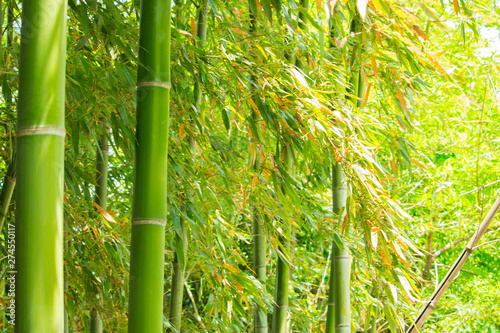 The image of bamboo grove in suburban Nagoya, Japan