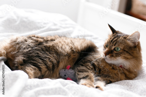 Maine coon cat playing with mouse toy on white bed in sunny stylish room. Cute cat with green eyes lying and playing with with funny emotions on comfortable bed. Space for text