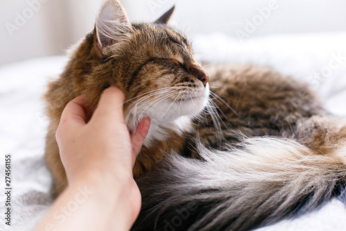 Maine coon cat lying on white bed and getting caress from owner in sunny bright stylish room. Hand petting cute cat with funny calm emotions. Space for text. Love pets