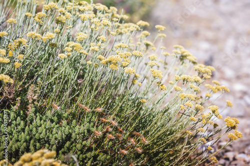 Immortelle Hydrosol or Everlasting( Helichrysum italicum) yellow blossom plant flower outdoors,, close up, Santorini island, Greece