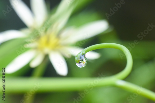 Flower refraction in a raindrop. Natural background with a raindrops on grass