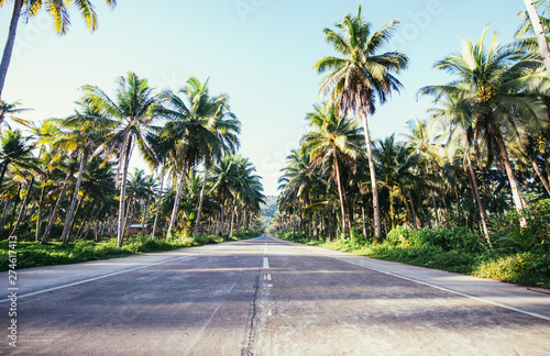 Palm tree jungle in the philippines. concept about wanderlust tropical travels