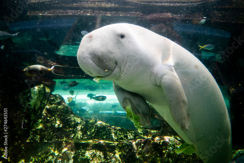 Cute dugong having lunch looking at camera