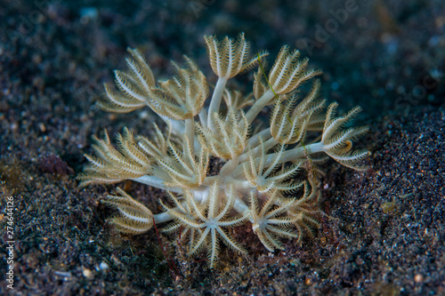 A small soft coral, Xenia sp., grows on a black sand seafloor in Lembeh Strait, Indonesia. This area is home to an extraordinary array of marine biodiversity and is a popular destination for divers.