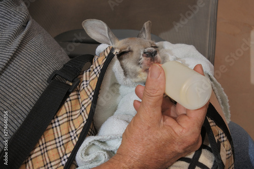 Person feeding a Kangaroo joey milk