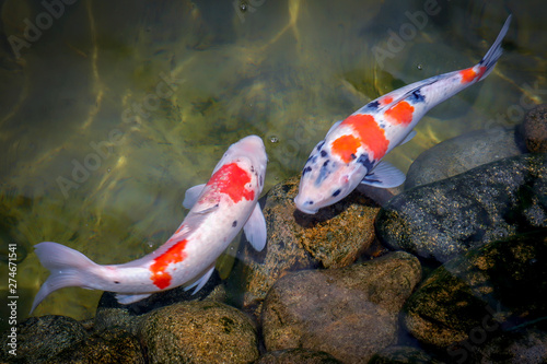 Colorful koi fish swimming in the lake