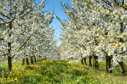 Cherry tree blossom near Ockstadt