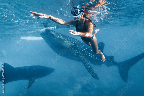 Woman snorkeling with whale sharks in deep blue ocean