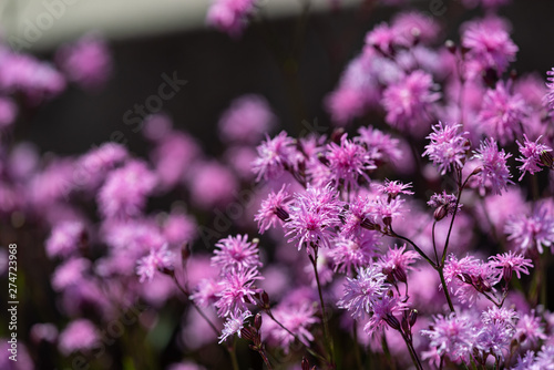 Pink flower of Lychnis flos-cuculi, jenny
