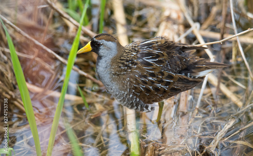 Shorebird posing for the camera