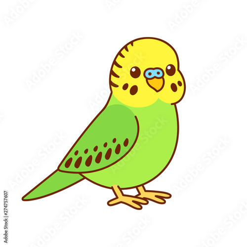 Cute cartoon budgie