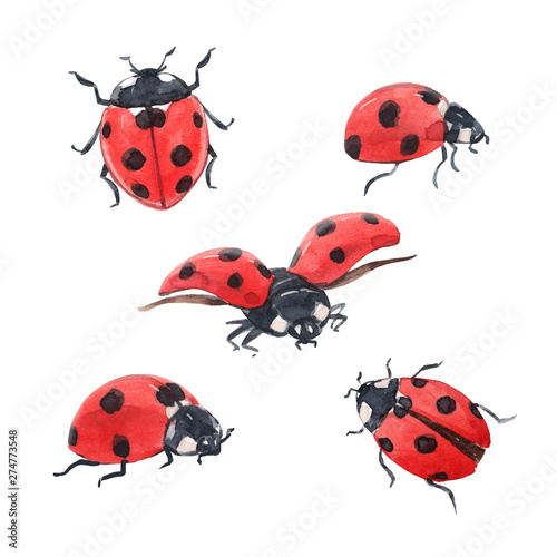 Watercolor ladybug illustration set