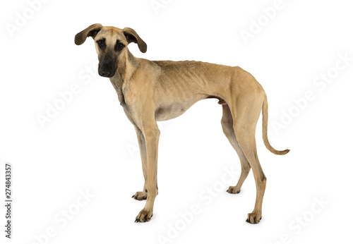 Cute Arabian Sloughi dog isolated on a white