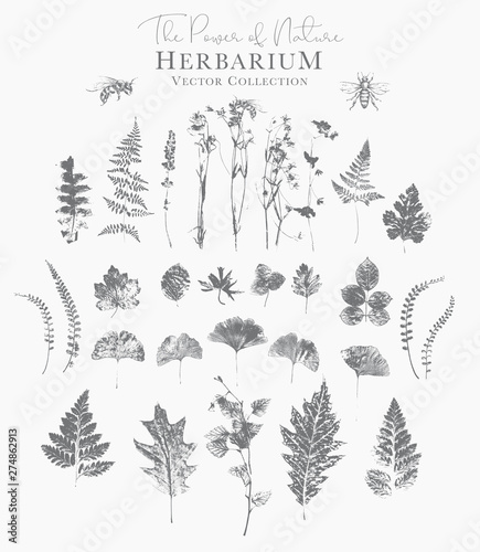 Set of dried herbs and natural plants and bees - herbarium logo collection on white background