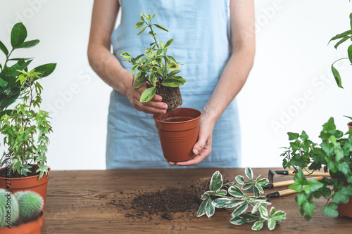 Gardener woman replant green plant at home