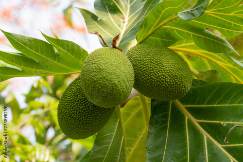  Jackfruit tree with plants fenne