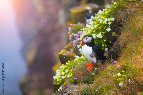 Cute iconic puffin bird, Iceland