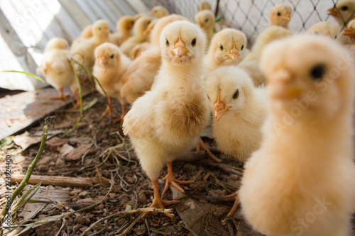 Many chicks were kept in farms.