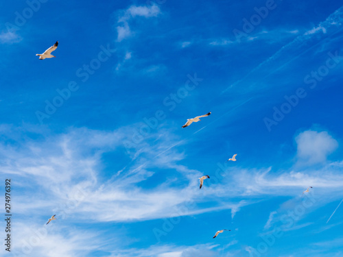 Defocused seagulls flying above with Dutch clear blue sky and scattered clouds