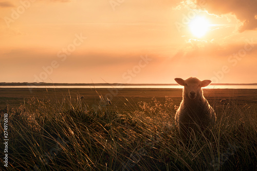 Young sheep in tall grass at sunrise