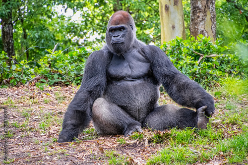 Male gorilla sitting on the ground