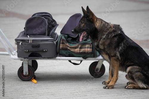 Police officer examining a bag with trained dog