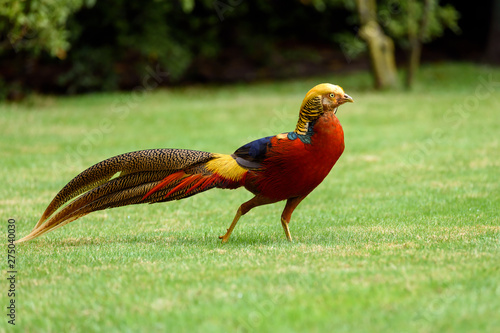 Colorful Golden pheasant in park