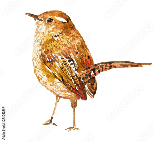 Wren bird watercolor illustration on isolated white background