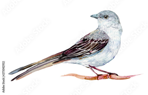 Mockingbird watercolor illustration on isolated white background