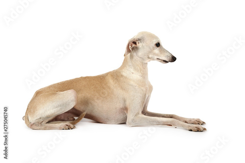 Italian Greyhound breed dog lying in the studio