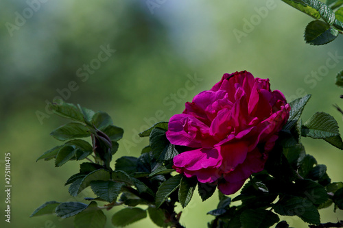 Blooming cultivated hybrid rugosa rose (Rosa rugosa 'Hansa') in shadows in a summer garden