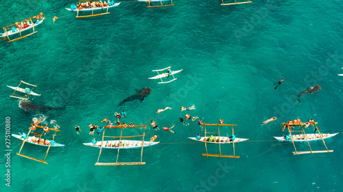 Aerial view of tourists snorkeling and watch whale sharks in turquoise water. Summer and travel vacation concept. Oslob, Philippines, Cebu Island.