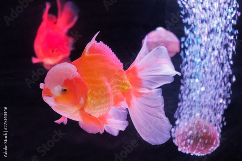 Goldfish (oranda) diving in fresh water glass tank aquarium on black background. 