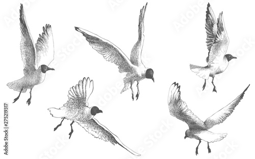 Seagulls birds flying, drawing