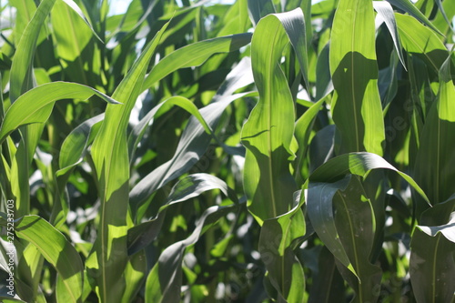 Liść kukurydza zielony