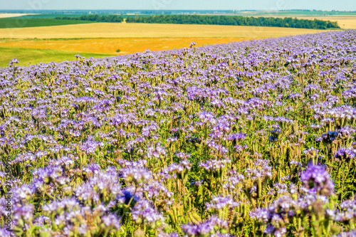 Beautiful violet field of lavender.