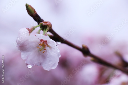 雨に濡れた桜