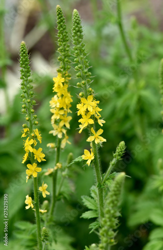 Odermenning, Agrimonia, Eupatoria