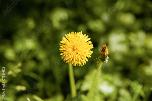 Żółty kwiat mlecza na tle trawy