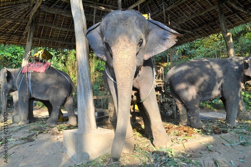 Elephant. Thailand