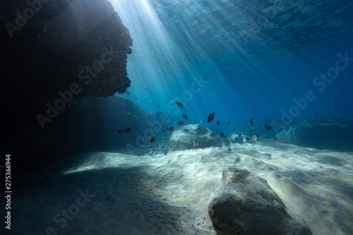 light rays and fish